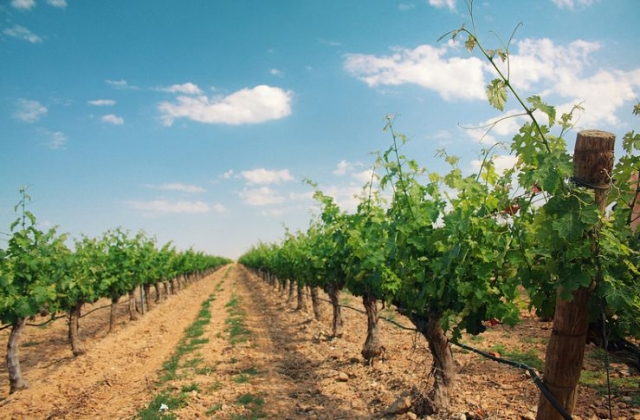 vinedo con un cielo despejado